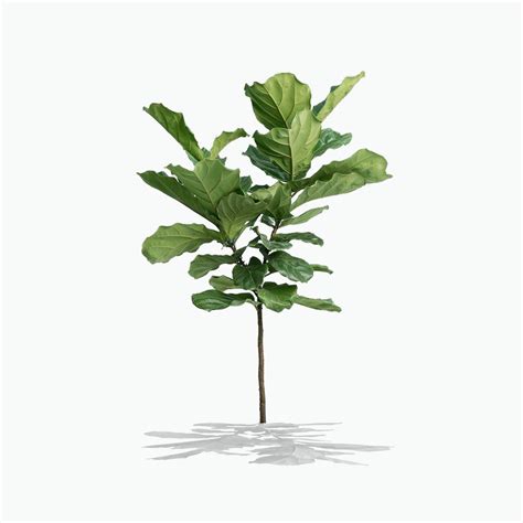 Fiddle Leaf Fig | Treebute