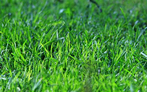 Green Lawn Free Stock Photo - Public Domain Pictures