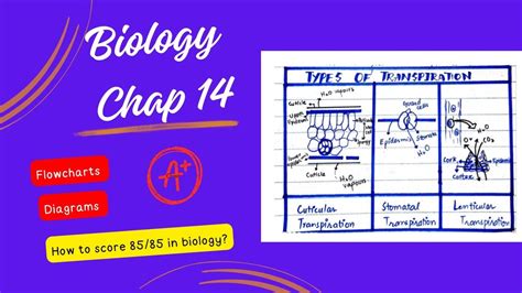 Chapter 14 Biology Diagrams and Flowcharts - YouTube