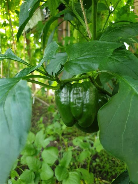 Biological Green Paprika on the Plant Stock Photo - Image of biological, plant: 156732946