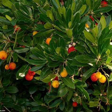 Buy Strawberry Tree (Arbutus Unedo) 5 seeds online :: Seeds :: HobbySeeds Store