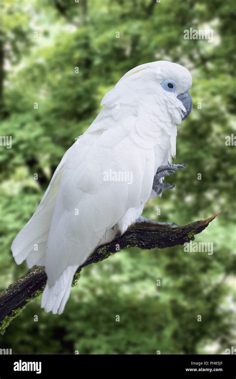 Blue Cockatoo Bird