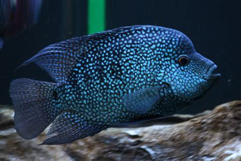 Texas cichlid - Alchetron, The Free Social Encyclopedia