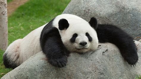 Sleeping Panda Wallpapers - Top Free Sleeping Panda Backgrounds - WallpaperAccess