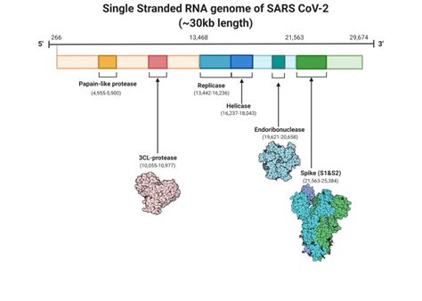 [Figure, Single-stranded RNA genome of SARS-CoV2] - StatPearls - NCBI Bookshelf