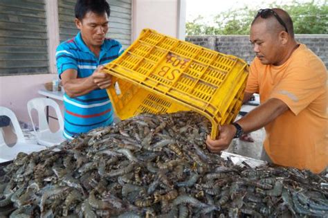 Bountiful shrimp harvest in Dumangas lifts hopes of reviving sugpo farming - SEAFDEC/AQD