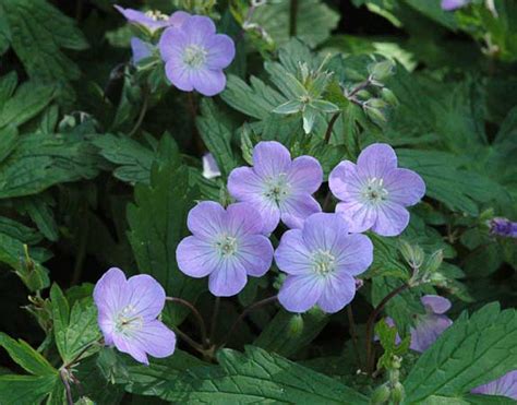 Geranium maculatum | North American Rock Garden Society