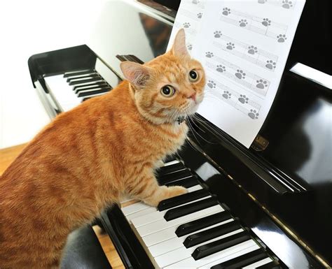 Playing the piano #aww #cute #animals #cats #dogs | Pretty cats, Cats, Cat posters