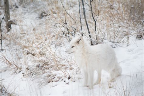 Meet the Animals From the Yukon Wildlife Preserve | Non Stop Destination