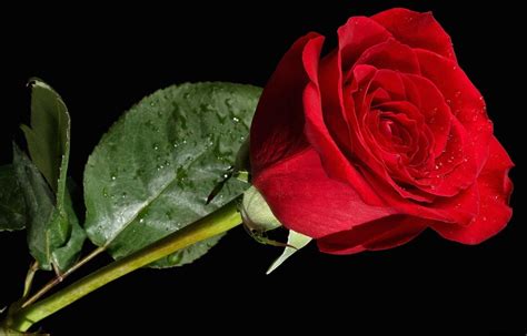 Red Rose Black Backgrounds - Wallpaper Cave