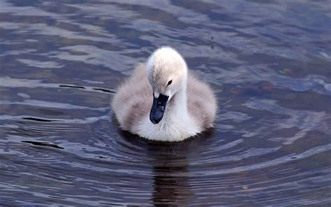 Baby Signet Swan, cute, signet, alone, tiny, bird, swan, swimming, baby, HD wallpaper | Peakpx