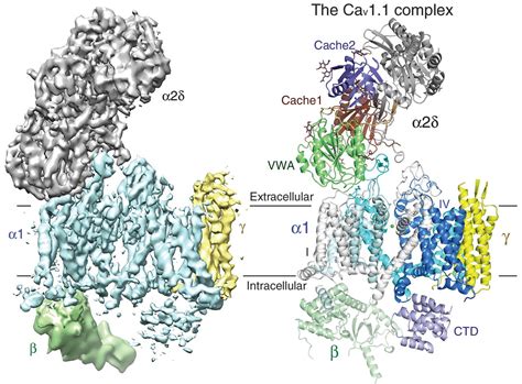 Structure of the voltage-gated calcium channel Cav1.1 complex | Science