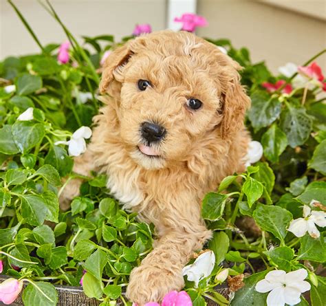 √√ Miniature Golden Retriever Maine USA - Buy Puppy In Your Area