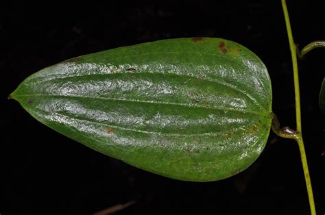 Smilax leucophylla (Smilacaceae) image 49001 at PhytoImages.siu.edu