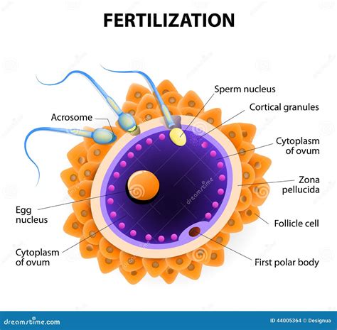 Fertilization. Penetration Sperm Cell of the Egg Stock Vector ...