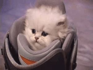 sad kitten sitting in shoe gifs | WiffleGif