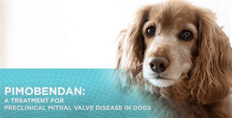 Heart disease in dogs described by Dr. Brian Scansen