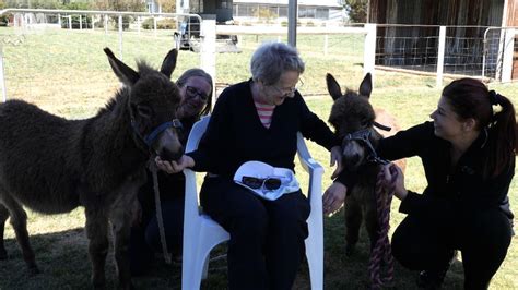 Miniature donkeys help aged care residents stay connected. - ABC News