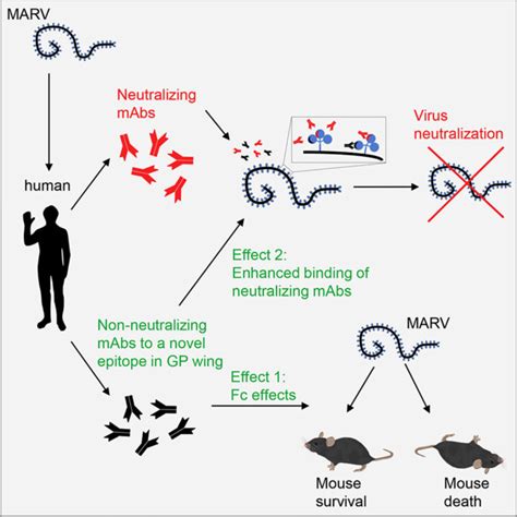 Marburg Virus Survivor Holds Treatment Clues