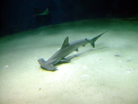 Scalloped hammerhead - Facts, Diet, Habitat & Pictures on Animalia.bio