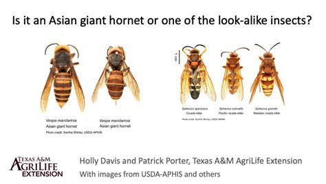 Texas' cicada killers likely responsible for 'murder hornet' sightings