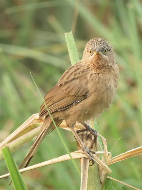 Confessions of a Global Birder: Some birds of Okhla Bird Sanctuary, New Delhi, India (Pt 2)