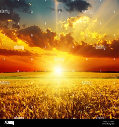 golden sunset over field with harvest Stock Photo - Alamy