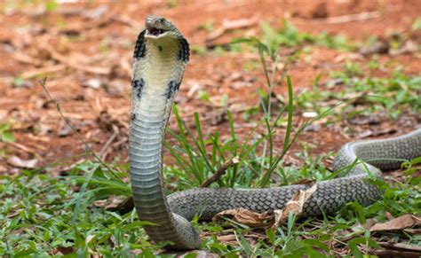 Cobra royal, le plus long serpent venimeux, ami des charmeurs de serpents