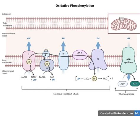 Oxidative Phosphorylation: Mechanism and Regulation – Microbe Online