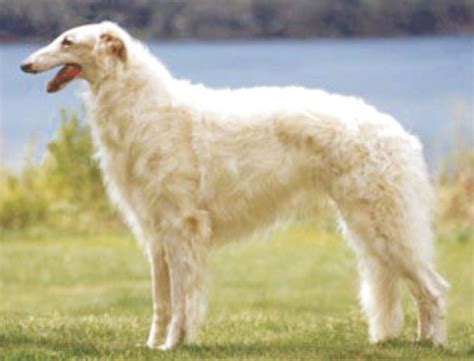 Borzoi – Russian Hunting Sighthound | Puppies and Dogs for Sale – Jelena Dogshows