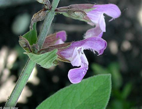 Salvia officinalis (West Indian sage): Go Botany