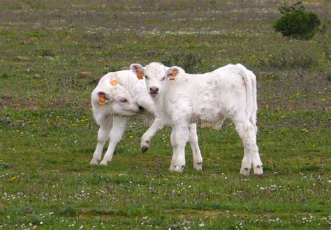 Two charolais calves stock photo. Image of small, cattle - 29848130