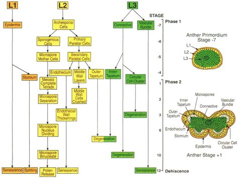 Figure 4 from Anther development: basic principles and practical ...