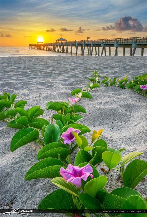 Juno Beach Pier Purple Flowers | Royal Stock Photo