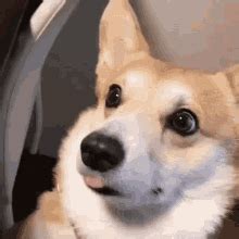 Funny Corgi Lol Moment GIF - Funny Corgi Lol Moment Tongue Out - Discover & Share GIFs