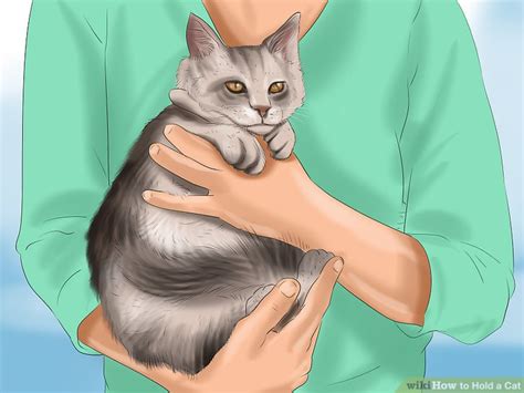 5 Ways to Hold a Cat