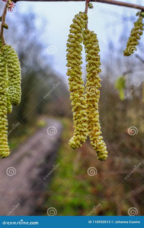 Catkin Flowers in Early Spring in Woodland. Stock Image - Image of hanging, cylindrical: 110935013