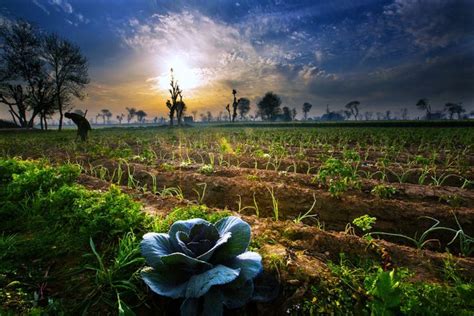 Agriculture Wallpapers Exclusive Fields 4k Ultra Hd Wallpaper ...