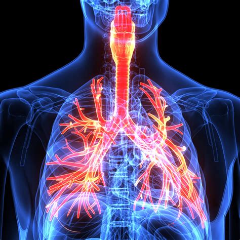 Airway Anatomy: A Brief Review