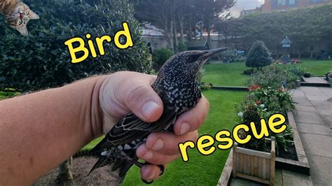 Bird rescue 🐦💙 - YouTube