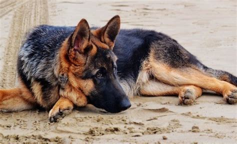 31 Adorable German Shepherd Mixes: Gorgeous GSD Mixes!