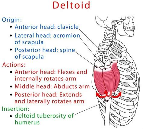 Deltoid muscle anatomy and test (video) | Muscle anatomy, Human muscle ...