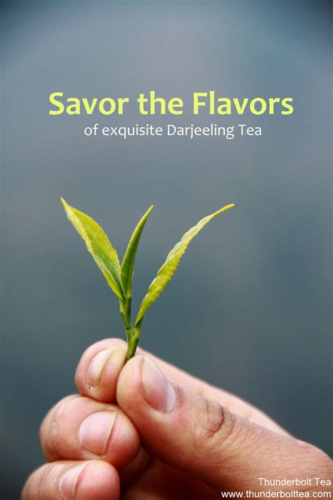 Darjeeling Tea, two leaves and a bud, meant for exquisite flavors in Tea. Darjeeling Tea, Bud ...