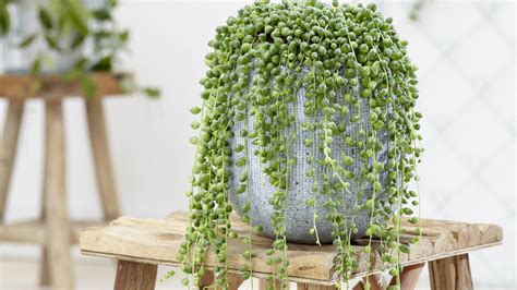 The Ultimate Guide to String of Pearls Propagation – mygardenchannel