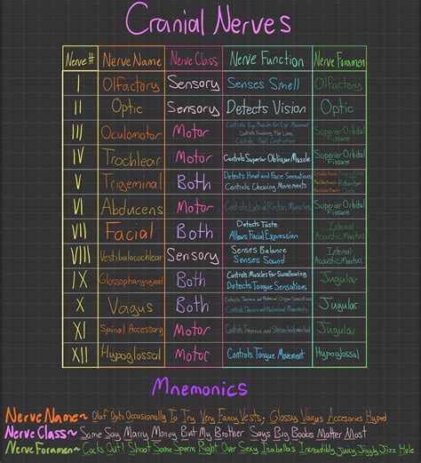 12 Cranial Nerves Mnemonics Dirty : How To Remember Cranial Nerves Dirty Mnemonic - Frediana ...