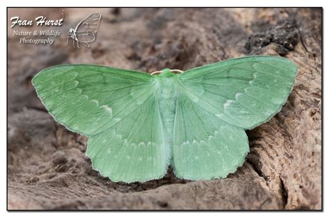 Large Emerald moth - Geometra papilionaria by daffydill56 | ePHOTOzine