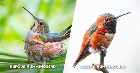 Hummingbird Identification: How to Tell Rufous and Allen's Hummingbirds Apart? - The Worlds ...