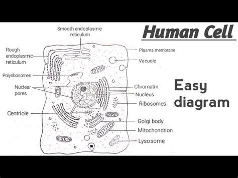 Human Cell Model Labeled