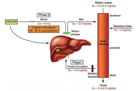 ceruloplasmin copper - Google Search (With images) | Medical lab ...