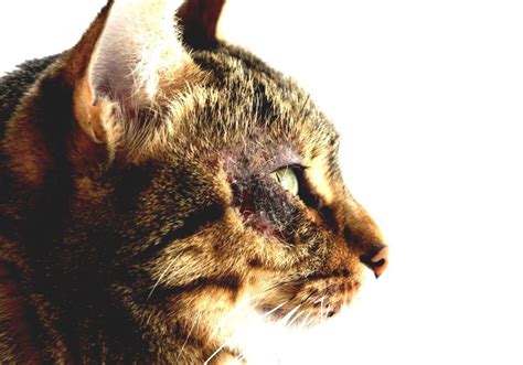 Miliary Dermatitis - Rash On Cat